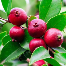 구아바 (화분묘) 무농약재배 가능한 신비의 나무 (노랑 또는 빨간열매 열림) FT312, 1개