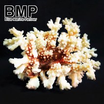 BMP 천연 꽃산호 pH상승 은신처 수조 장식 대