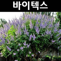 좀목형/바이텍스 나무 묘목 쇼얼크릭 포트 1개/정원/공원/조경수