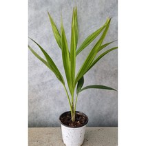 야자 겐자10cm