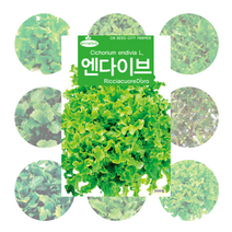 샐러드용 베이비 채소 씨앗 10종 모음, 베이비 청로메인 3000립