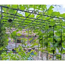 토마토지지대 지주대 포도나무 고추대 오이 작물 넝쿨, 지름 8mm 길이 60cm (10개)