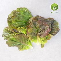 쌈채소 적상추 특 2kg, 단품