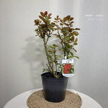 사계 정원 장미, 1개
