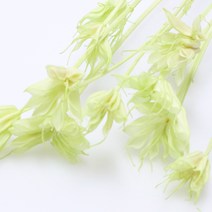 앨리플라워 프리저브드 소량 판매 드라이플라워 디퓨져만들기, 6-19니겔라 머스캣그린