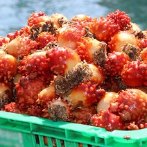 통영가리비 조개구이 왕우럭 털게 각굴 굴구이 굴찜, 1box, 꽃멍게2kg