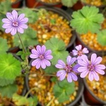 [초화]제라늄(다년생숙근초)-청하쥐손이