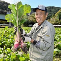제주도 콜라비 제주 산 10kg 15kg 최상품 농장, 10kg 최상품 13 - 16과