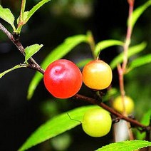 묘목 이스라지(산앵두) 9치 화분묘 W0276