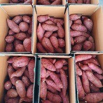 [산들다온] 산지직송 해남 꿀고구마 3kg 5kg 10kg 황토구마 (세척 비세척 랜덤발송), 꿀고구마 [대]