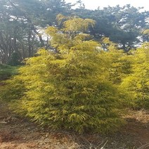 착한가격나무생각/황금실편백/삽목2년/1등묘/50주