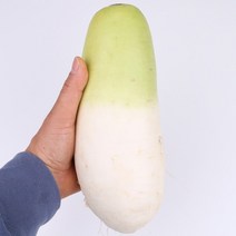 제주 무 1개 1.5kg내외 팔팔마켓 월동무 김장 무우, kg