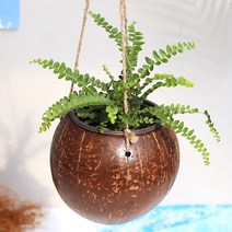 코코넛 걸이화분 넝굴식물 공중식물 행잉플랜트, 코코넛 더피 SET