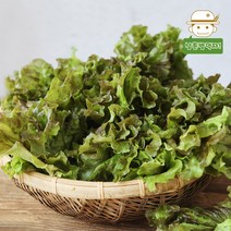 친환경팔도 충주 유기농 적 상추 600g, 단품