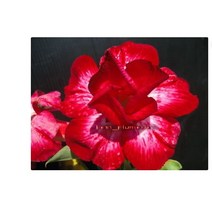 아데니움 카페인 사막의 장미 씨앗 Adenium Obesum Caffeine Desert Rose 30립