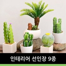 인테리어 선인장9종, 6번, 6번