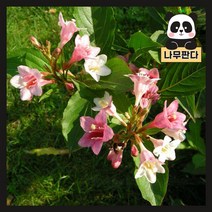 (나무판다) 삼색병꽃 나무 묘목 7치화분, 삼색병꽃 7치화분