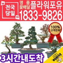 분재 소나무 해송 진백 고급 개업화분 진급 개원 당일배송, (선택21)명자