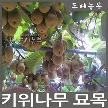 키위 숫나무(도마리) 키150cm(분) 나무 묘목 원예