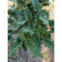 공기정화식물 인테리어식물 제나두셀렘 대품 199 60~80cm