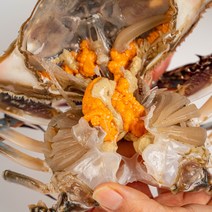 서해안 활 암꽃게 1kg, 알이 꽉 찬 활 암꽃게 1kg(1-3미), 1개