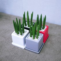 꽃피우는청년 소형 스투키 1 1 음이온 생성 실내공기정화식물 (유광 사각 화분), 화이트 화이트