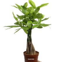 온정농원 삼식이파키라 굵직한목대 44cm