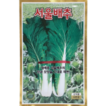 [씨앗맛집] 서울배추 씨앗 6000립 재래종 한국 조선 배추 토종배추 잎 쌈 채소 씨앗 씨 모종 종자 재배 키우기