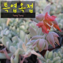 허브여울다육 특엽옥접 지름 15cm 중품화분, 3개