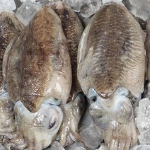 서천 자연산 활 갑오징어 생물갑오징어 1kg 손질갑오징어 500g 산지발송, 서천 자연산 손질 갑오징어 500g