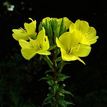 야생화 꽃씨 달맞이꽃 1kg