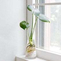펫플랜트 몬스테라 수경재배 세트 소, 몬스테라(소) + 투명 커브 유리화병/흰돌(종이컵 1컵분량)