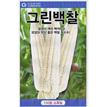 강원도 찰옥수수 미백 대학찰 그린백찰 옥수수 씨앗 씨 종자, 알록이찰옥수수