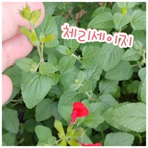 체리세이지/꿀풀과의 꿀이 많은 꽃으로 체리향이 나는 허브 식물이다