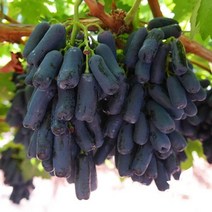 묘목/ 가지포도(블랙사파이어) 접목묘 M042