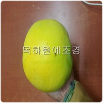 목하원예조경 모과나무 묘목 (대실모과) 접목1년특묘, 1개