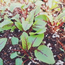 레드소렐(Red sorrel) 30g