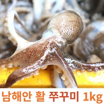 당일조업 청정지역 남해안 생물 활 쭈꾸미 1kg 2kg 3kg, 1kg 내외
