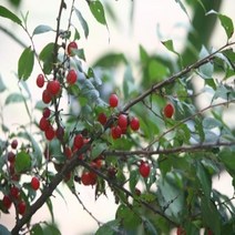 JAYART_이스라지 3년생 H0.6-0.8 (산앵두) 꽃나무 묘목 조경용 정원수 가꾸기+jac220909, 제이아트co_단일옵션