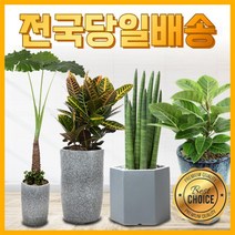 실내공기정화식물 개업화분 축하화분 거실화분 극락조 뱅갈고무나무 스투키 알로카시아 해피트리 금전수, 21) 아레카야자