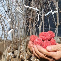 꾸지뽕나무묘목 5년생 1주 결실주 상묘 접목구지뽕나무