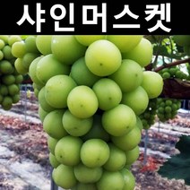 청포도/샤인머스켓 삽목2년 뿌리묘 나무 묘목 3개/유실수/과수