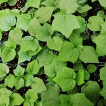 금화규모종 36주(72구 반판)