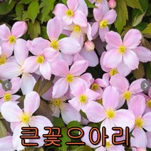 으아리분홍색(클레마티스)개화포트-품종랜덤발송-/나무 묘목판매
