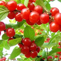 앵두나무 묘목 조선앵두 R2cm 결실주(분) 1개