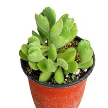 다육 식물 /웅동자 10cm포트 /4개 Y367