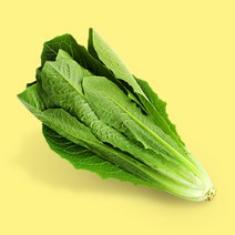단품 당일수확 연중생산 쌈채소 유럽 샐러드 채소 로메인 오보나 250g, 1개
