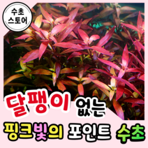 [수초스토어] 검역 루드위지아 5촉 / 구피 새우 어항 수초 쉬운 키우기 예쁜 은신처 중경 후경 초보 자연 풍성한 흑사 붉은 무이탄 치어 베타 열대어