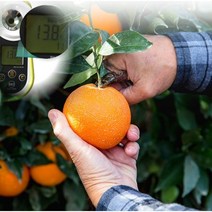 과즙뚝뚝 당도선별 13브릭스이상 오렌지 중대과 15KG/8KG/6KG/4KG (20-70과) 고당도 발렌시아 오랜지 맛있는과일 네이블오렌지 오렌지체절 과일선물 선물용과일, 8KG내외(40과내외/포장 택배비포함)