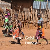 [위트러스트] 에티오피아 방기 게이샤 500g Ethiopia Geisha, 핸드드립